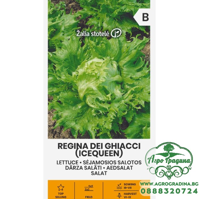 Салата Ледена кралица Regina dei ghiaccie