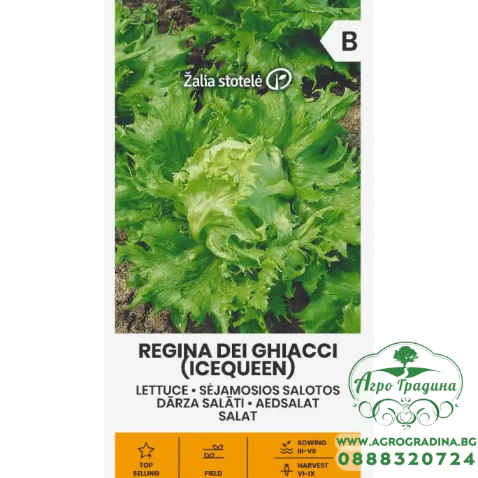 Салата Ледена кралица Regina dei ghiaccie