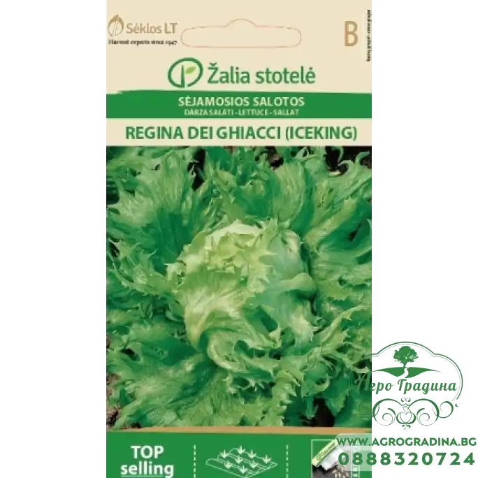 Салата Ледена кралица Regina dei ghiaccie Салата Ледена кралица Regina dei ghiaccie