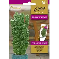 Босилек Тайландски Кули / Ocimum basilicum