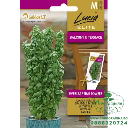 Босилек Тайландски Кули / Ocimum basilicum