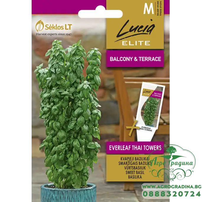 Босилек Тайландски Кули Ocimum basilicum