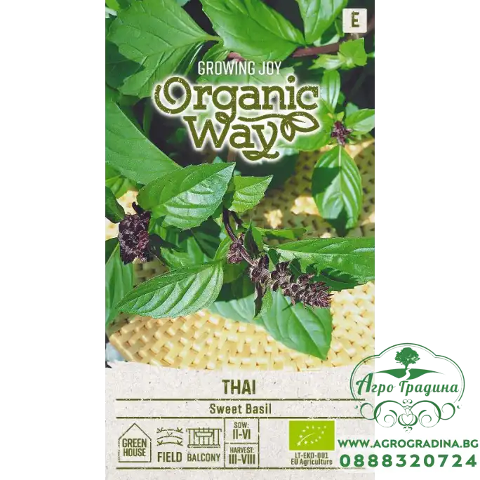 Органик Босилек Тай Ocimum basilicum