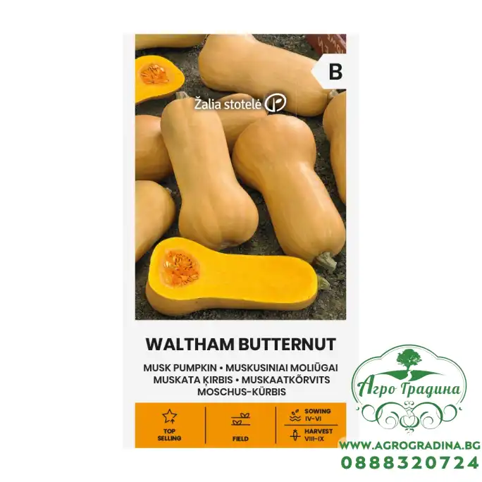 Тиква Бутернут (мускатна) / Waltham Butternut