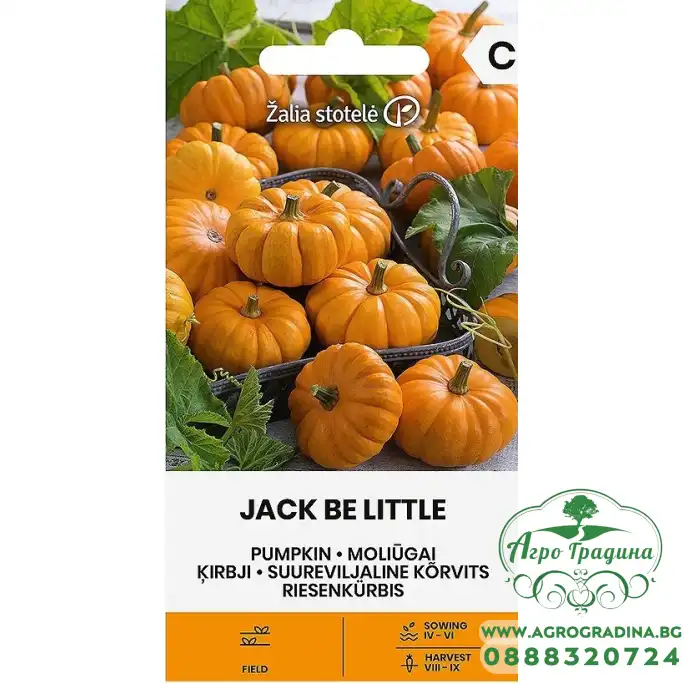 Тиква Джак Би Литъл / Jack be Little