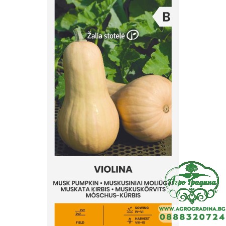 Тиква мускатна Виолина / Violina