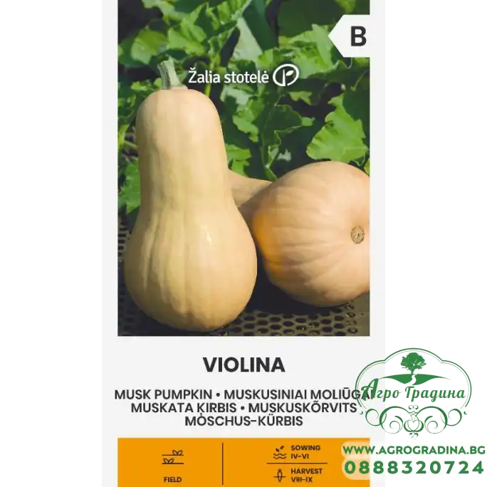Тиква мускатна Виолина / Violina