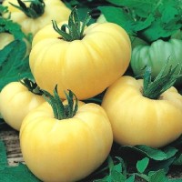 Домат Уайт бюти / White Beauty