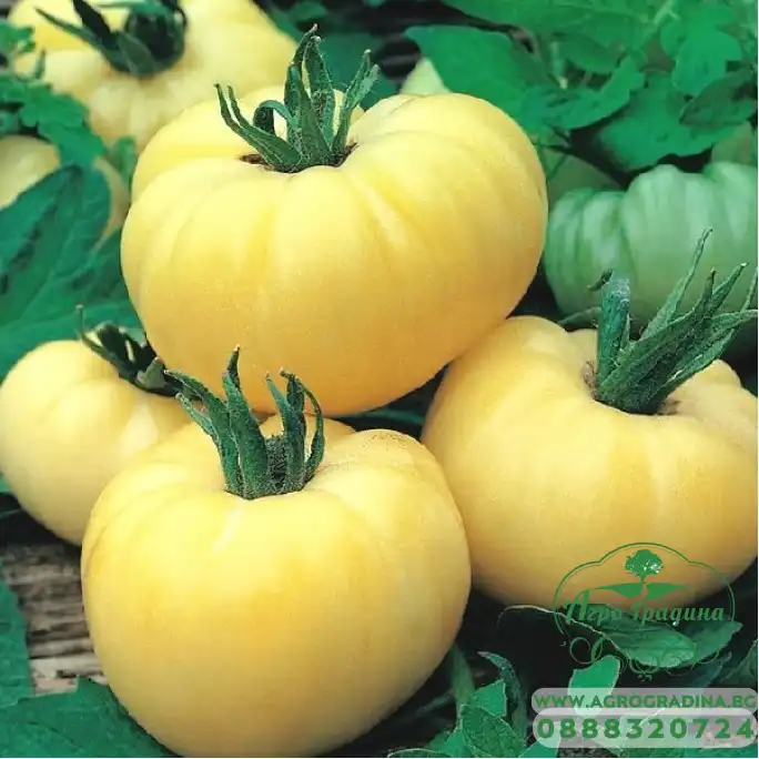 Домат Уайт бюти White Beauty Домат Уайт бюти White Beauty