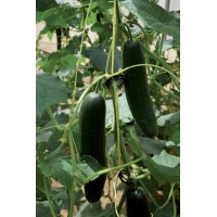 Краставици Форест F1