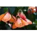Семена за Абутилон (Стаен клен) Abutilon hybridum
