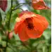 Семена за Абутилон (Стаен клен) Abutilon hybridum