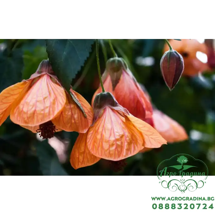 Семена за Абутилон (Стаен клен) Abutilon hybridum Семена за Абутилон (Стаен клен) Abutilon hybridum