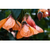 Семена за Абутилон (Стаен клен) Abutilon hybridum – Екзотични цветя