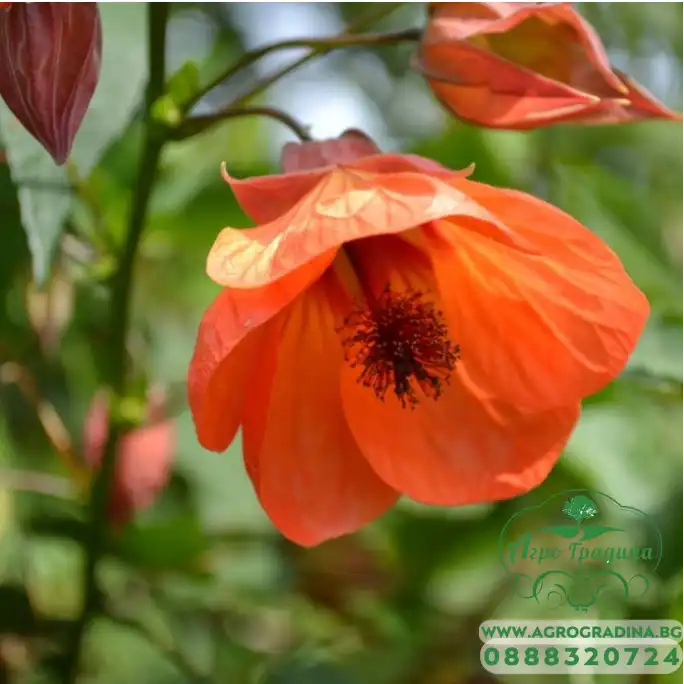 Семена за Абутилон (Стаен клен) Abutilon hybridum Семена за Абутилон (Стаен клен) Abutilon hybridum