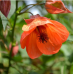 Семена за Абутилон (Стаен клен) Abutilon hybridum – Екзотични цветя