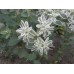 Еуфорбия Euphorbia marginata – Саксийни и градински цветя