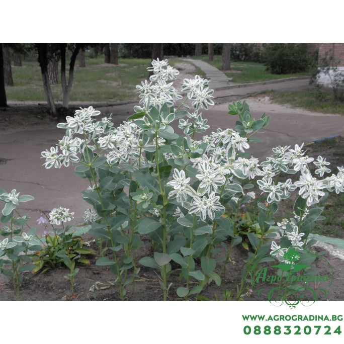 Еуфорбия Euphorbia marginata