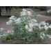 Еуфорбия Euphorbia marginata – Саксийни и градински цветя
