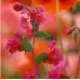 Кларкия Clarkia unguiculata