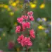 Кларкия Clarkia unguiculata