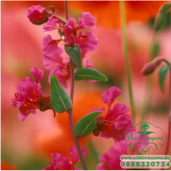 Кларкия Clarkia unguiculata
