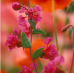 Кларкия Clarkia unguiculata – Саксийни и градински цветя