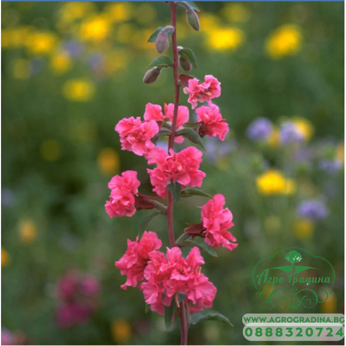 Кларкия Clarkia unguiculata
