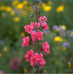 Кларкия Clarkia unguiculata – Саксийни и градински цветя