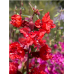 Кларкия Clarkia unguiculata – Саксийни и градински цветя