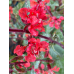 Кларкия Clarkia unguiculata – Саксийни и градински цветя