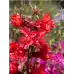 Кларкия Clarkia unguiculata