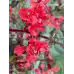 Кларкия Clarkia unguiculata