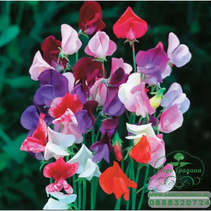 Декоративен грах Микс Lathyrus odoratus