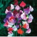 Декоративен грах Микс Lathyrus odoratus – Саксийни и градински цветя