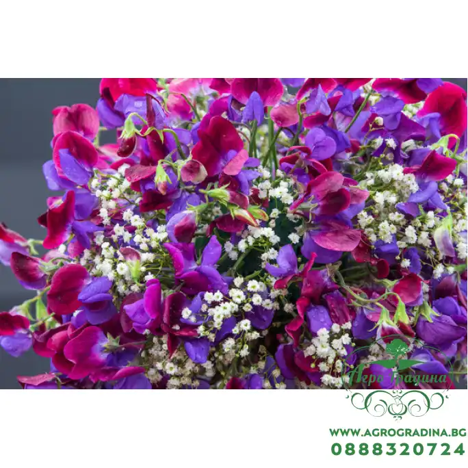 Декоративен грах Микс Lathyrus odoratus