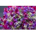 Декоративен грах Микс Lathyrus odoratus – Саксийни и градински цветя