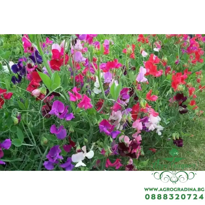 Декоративен грах Микс Lathyrus odoratus