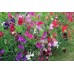 Декоративен грах Микс Lathyrus odoratus – Саксийни и градински цветя