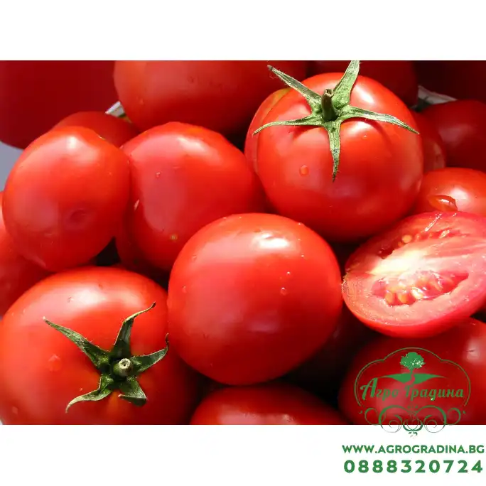 Домати Амати F1
