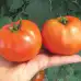 Домати Бобкат F1