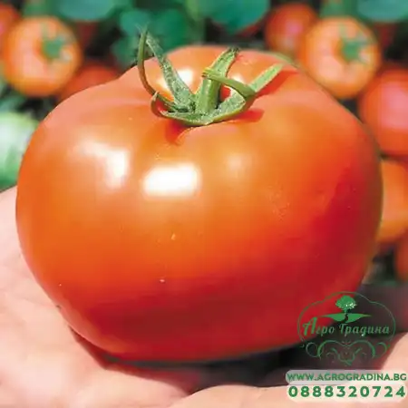 Домати Бобкат F1