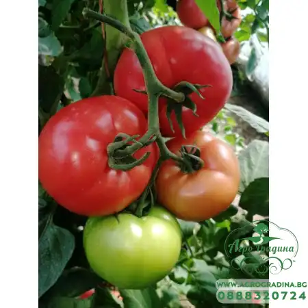 Домати Густо Пинк F1