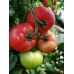 Домати Густо Пинк F1