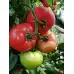 Домати Густо Пинк F1