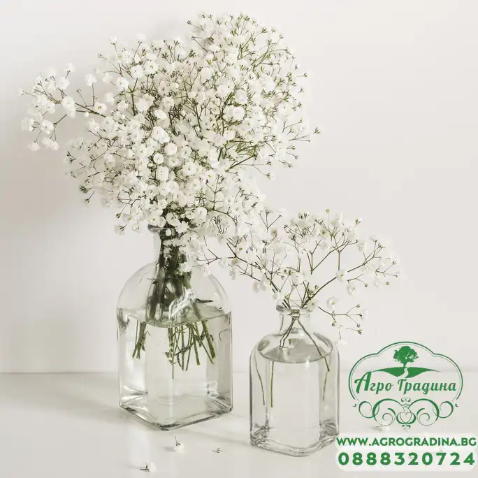 Гипсофила Gypsophila paniculata
