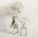 Гипсофила Gypsophila paniculata – Саксийни и градински цветя