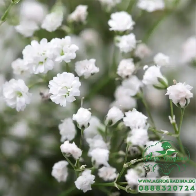 Гипсофила Gypsophila paniculata