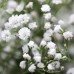 Гипсофила Gypsophila paniculata – Саксийни и градински цветя