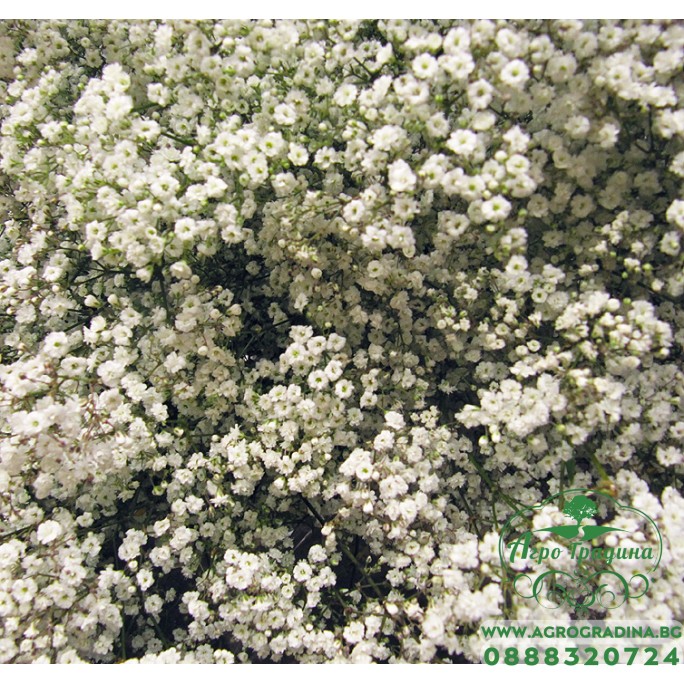 Гипсофила Gypsophila paniculata Гипсофила Gypsophila paniculata